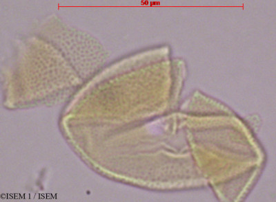 ISEM 1/Periandra_mediterranea_28901/Periandra_mediterranea_28901_0001(copy)_thumb.jpg